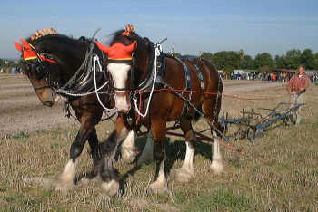 http://en.wikipedia.org/wiki/File:Shire_horses_ploughing.jpg